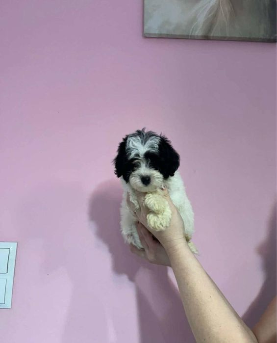 Miniaturowy przytulasek maltipoo Maltańczyk & Pudel Toy