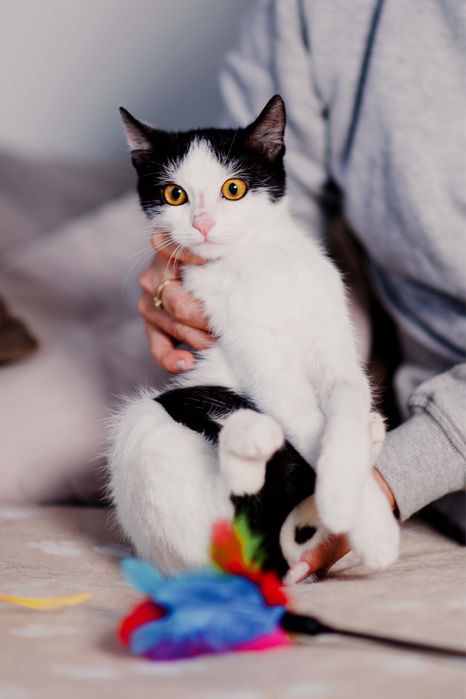 4 miesięczny Jaś i Staś szukają domu razem lub osobno!