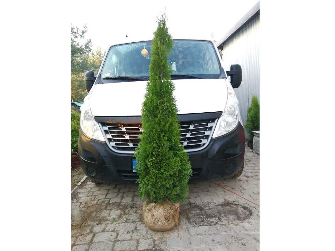 Thuja Smaragd 200,220,240,250 cm! Tuja Szmaragd! Dowóz i sadzenie!