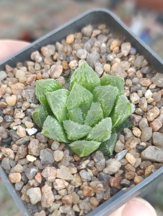 Суккуленты хавортии