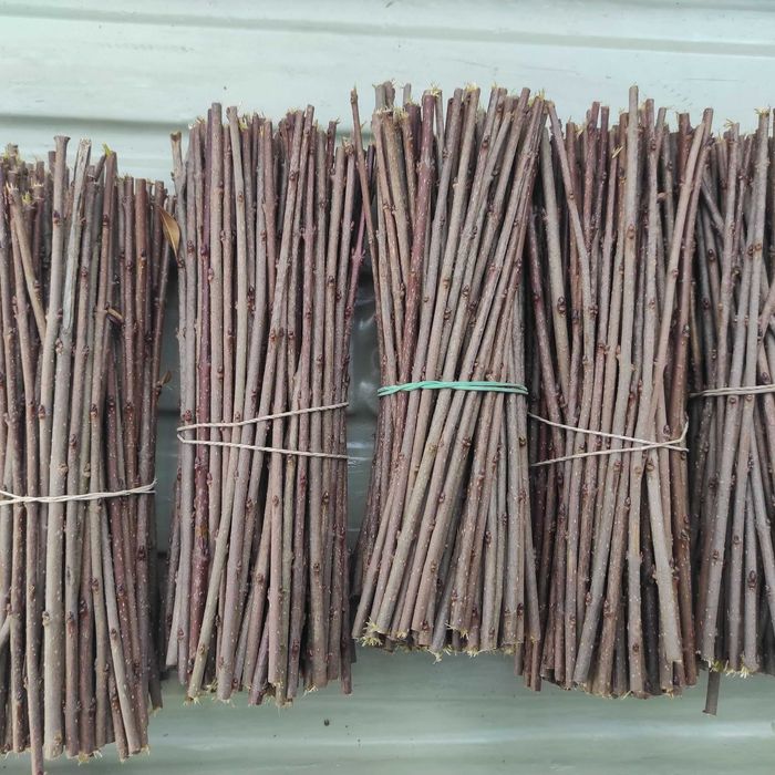 Sztobry ligustru pospolitego  | 100 szt.