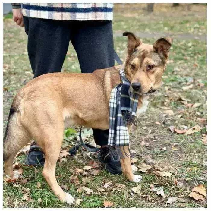 Красавец пес Балу ищет дом