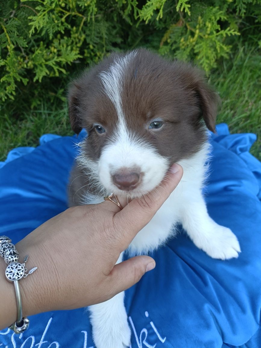 Samczyk Border Collie brązowo-biały nr 4/genetyka/RTG/wyprawka
