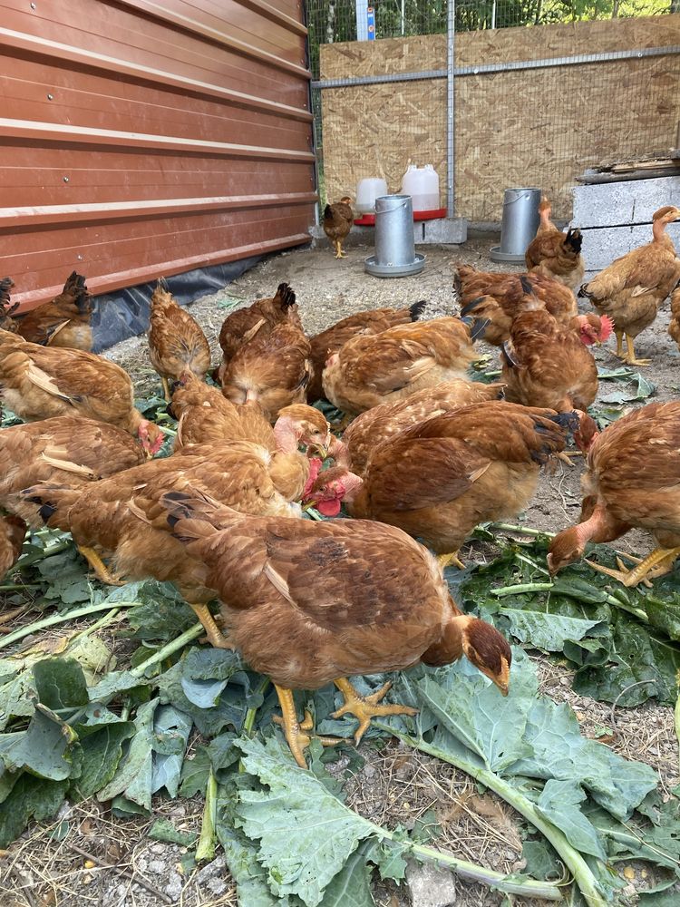 Frangos Caseiros do Campo