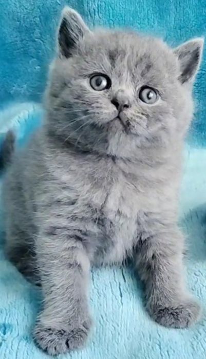 British Shorthair blue Fêmea