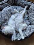 Koteczka Ragdoll