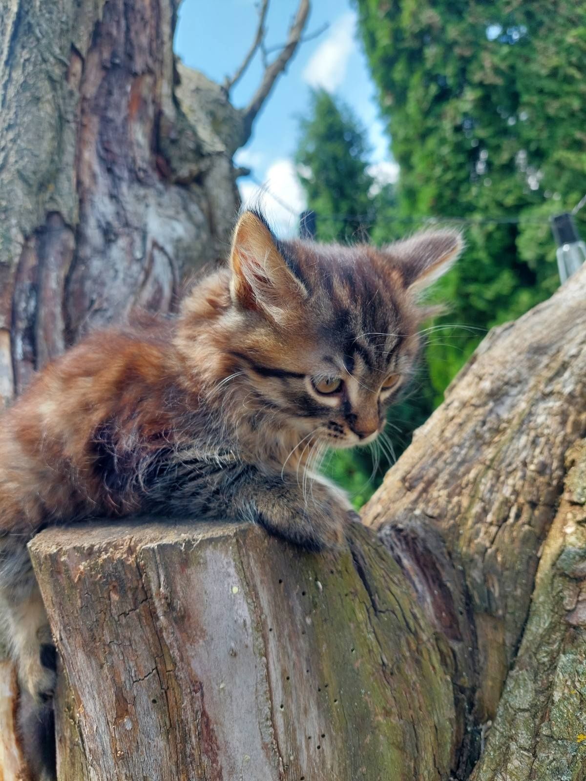 Кицюня  та котик ! Віддам в надійні руки!