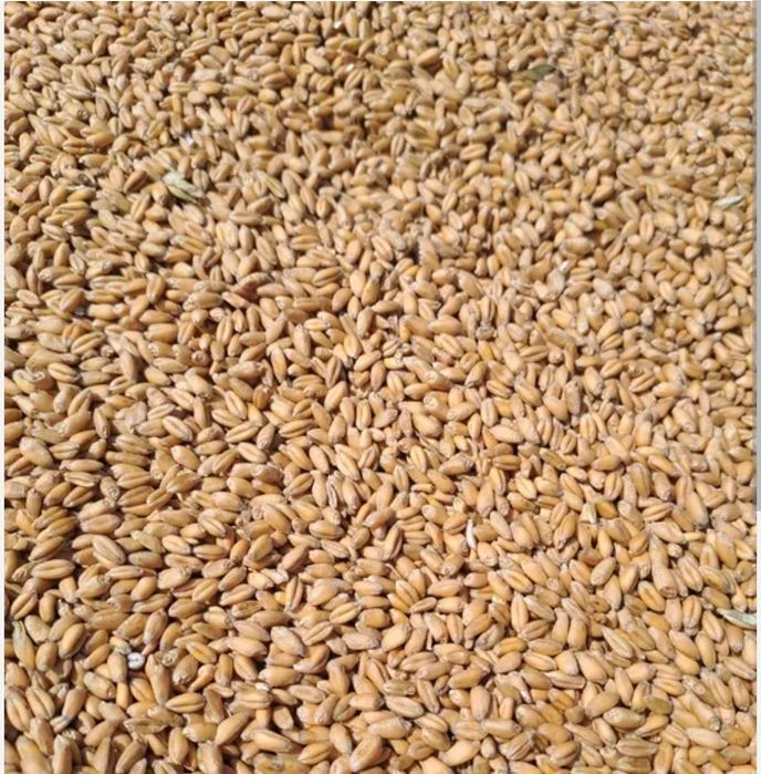 Пшениця Продаж Пшениці