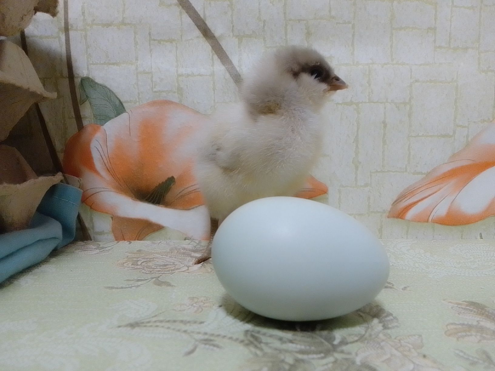 Попередній запис на Інкубаційні яйця курей породи амераукан