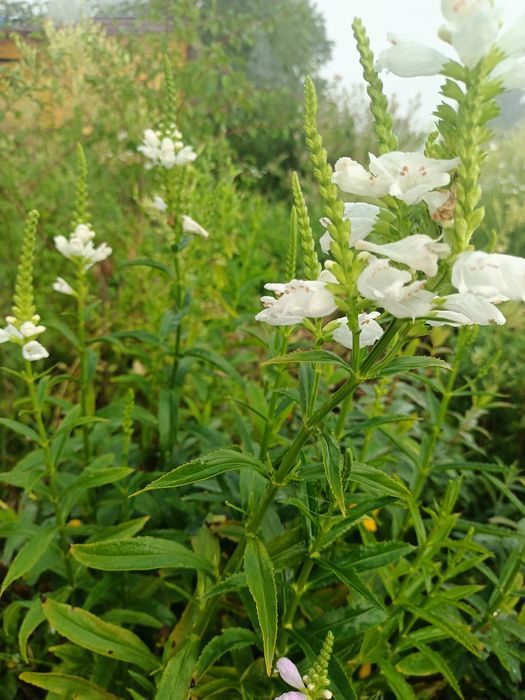 Rudbekia owłosiona naga, odętka werbena