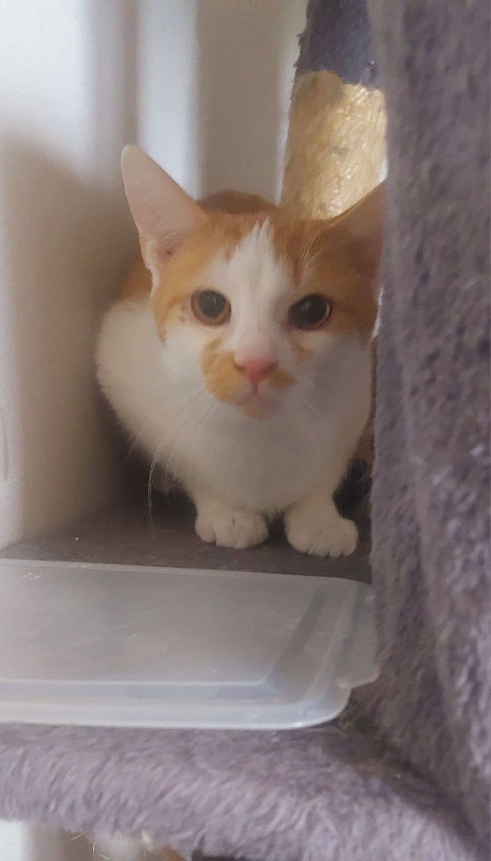 Kevin kot do adopcji