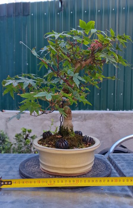 Bonsai Acer palmatum deshojo