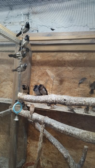 Mewka japońska młode