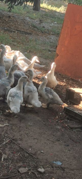 Patinhos mudos..