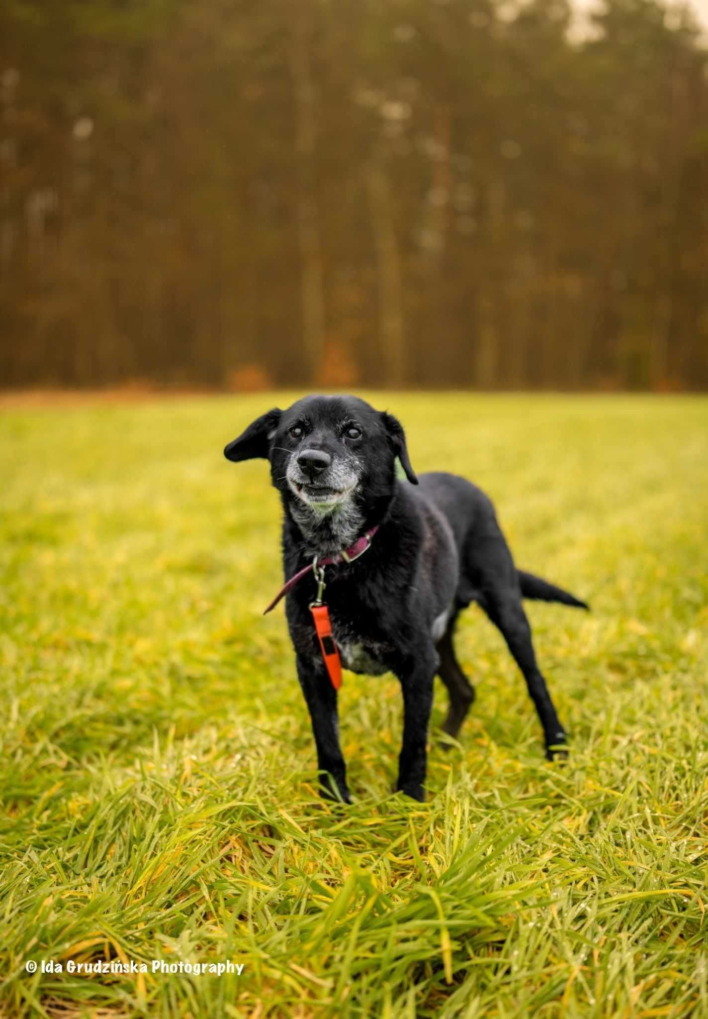 MAGIK dojrzały labrador szuka domu stałego 10letni 16kg czarny