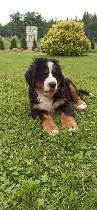 Bouvier Bernois disponível