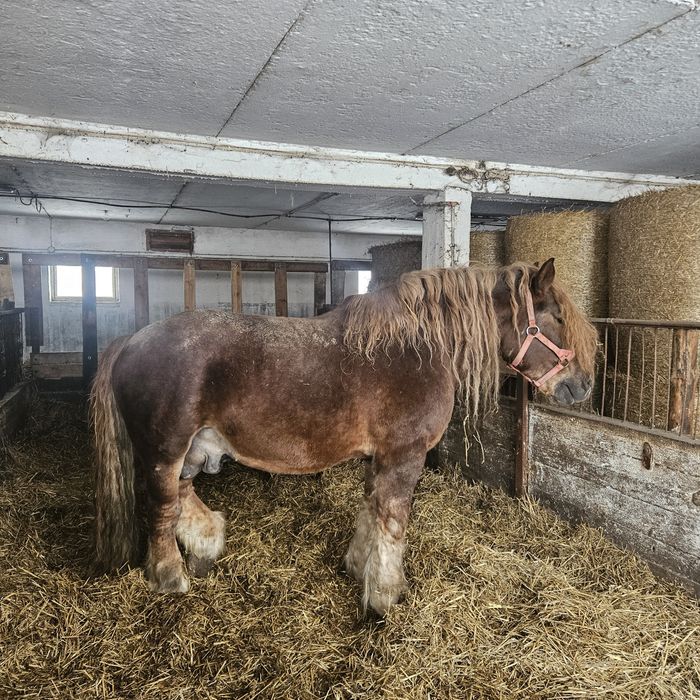 Sprzedam ogiera zimnokrwistego