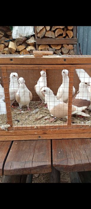 Gołębie mewki żółte