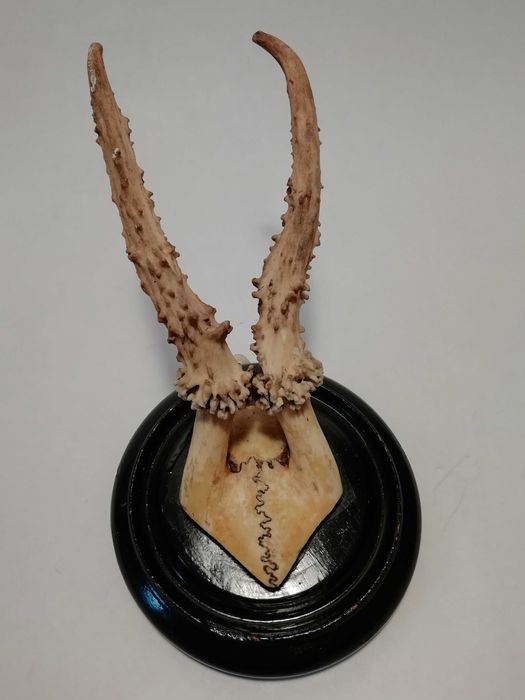 Małe poroże na okrągłej deseczce do zawieszenia na ścianie.