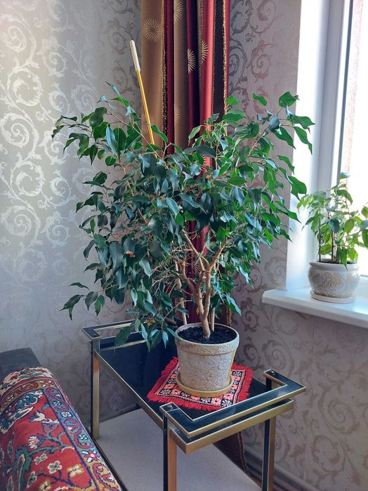 Продам фікус Бенджаміна