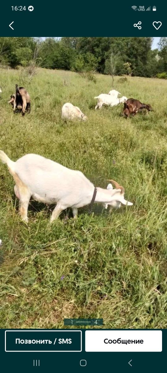 Продам хорошую дойную зааненскую козу