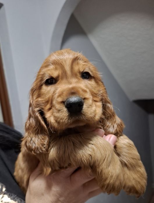 Szczeniak Cocker Spaniel