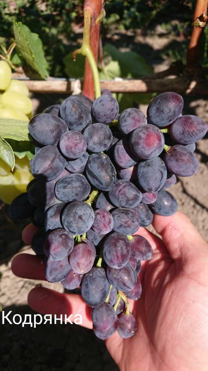 Живці (черенки, чубуки) винограду