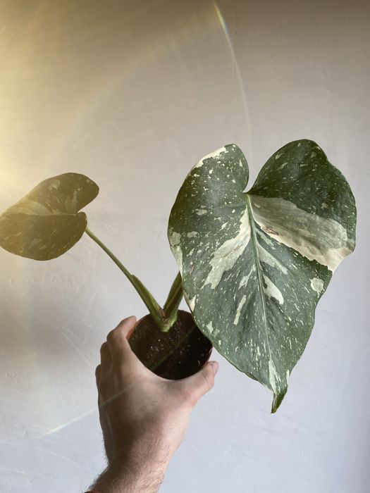 Monstera Thai! Piękna sadzonka! Piękna barwa!