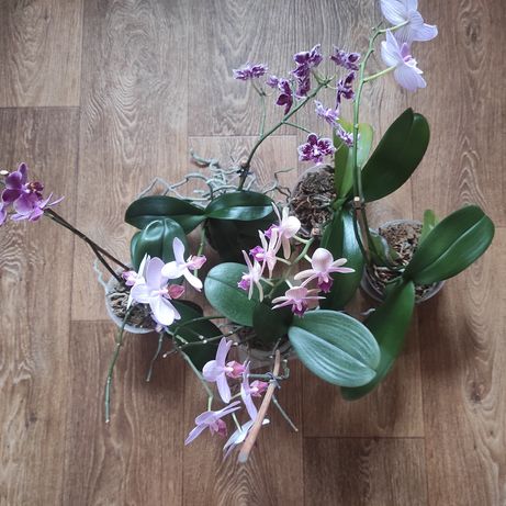 Продам цветущие орхидеи.