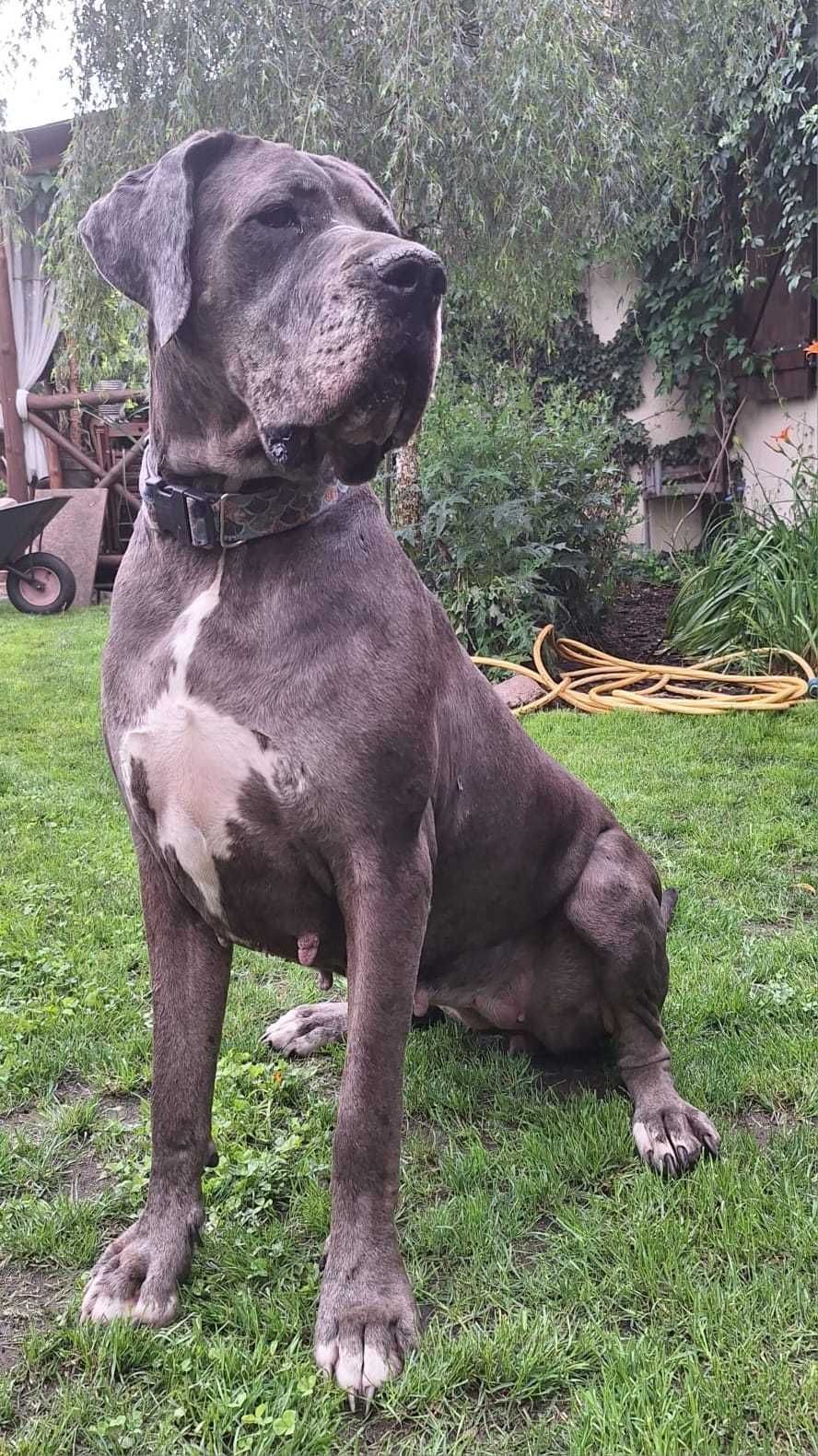 Dog niemiecki merle DO ADOPCJI !