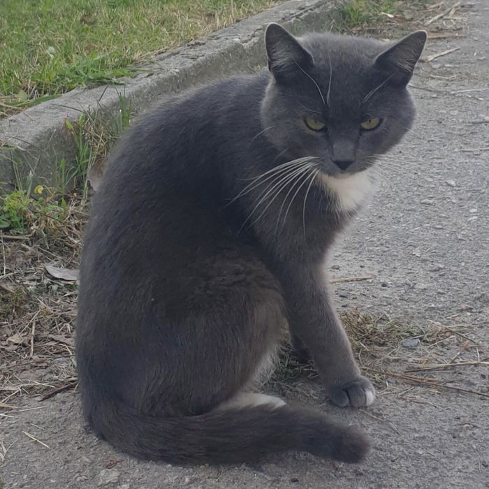 ТЕРМІНОВО! Потрібен дім або перетримка