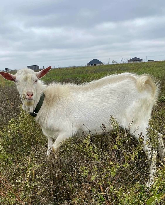 Молодий козлик 11 міс.
