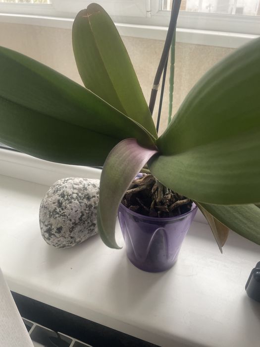 Замиакулькам, орхидея