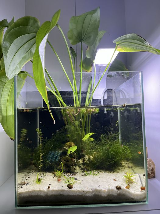Akwarium 35l z akcesoriami