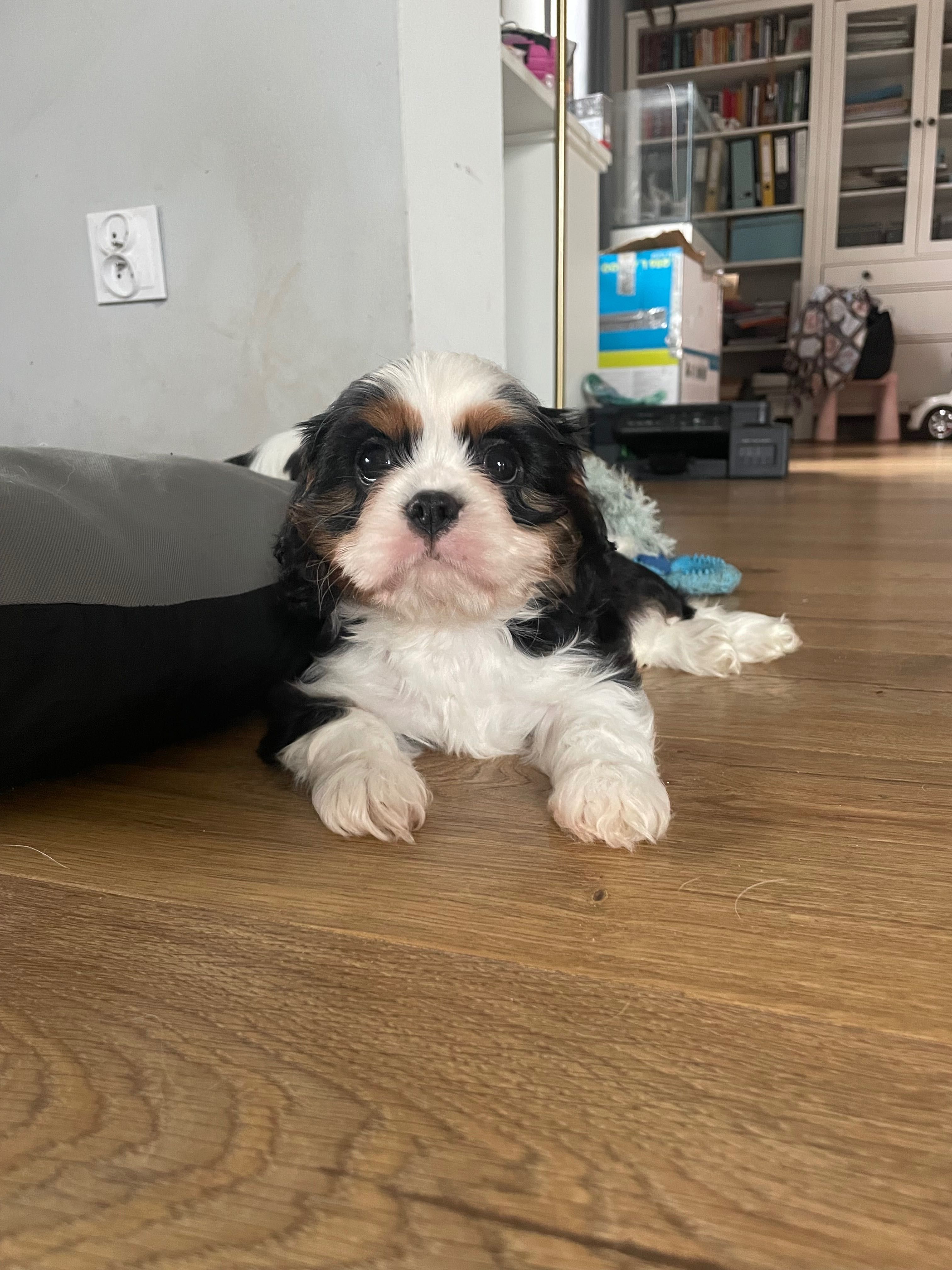 Cavalier king charles spaniel fci tricolor