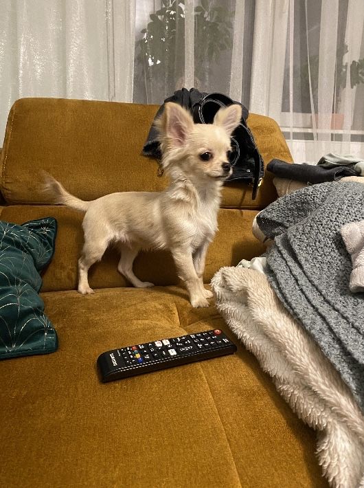 Reproduktor Chihuahua