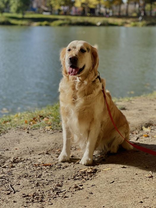 Золотистий ретрівер з документами