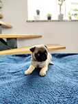 Sprzedam suczkę Mops