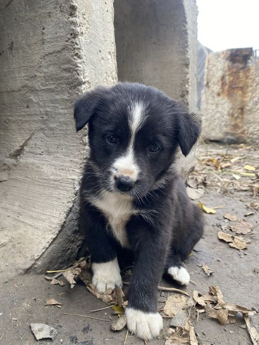 Собачка, песик в добрі руки