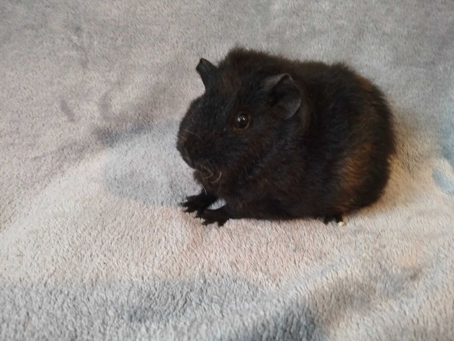 Świnka morska US Teddy kawia domowa