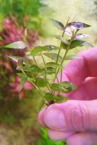 Sphaerocyrum Malacanayase,Bombelek