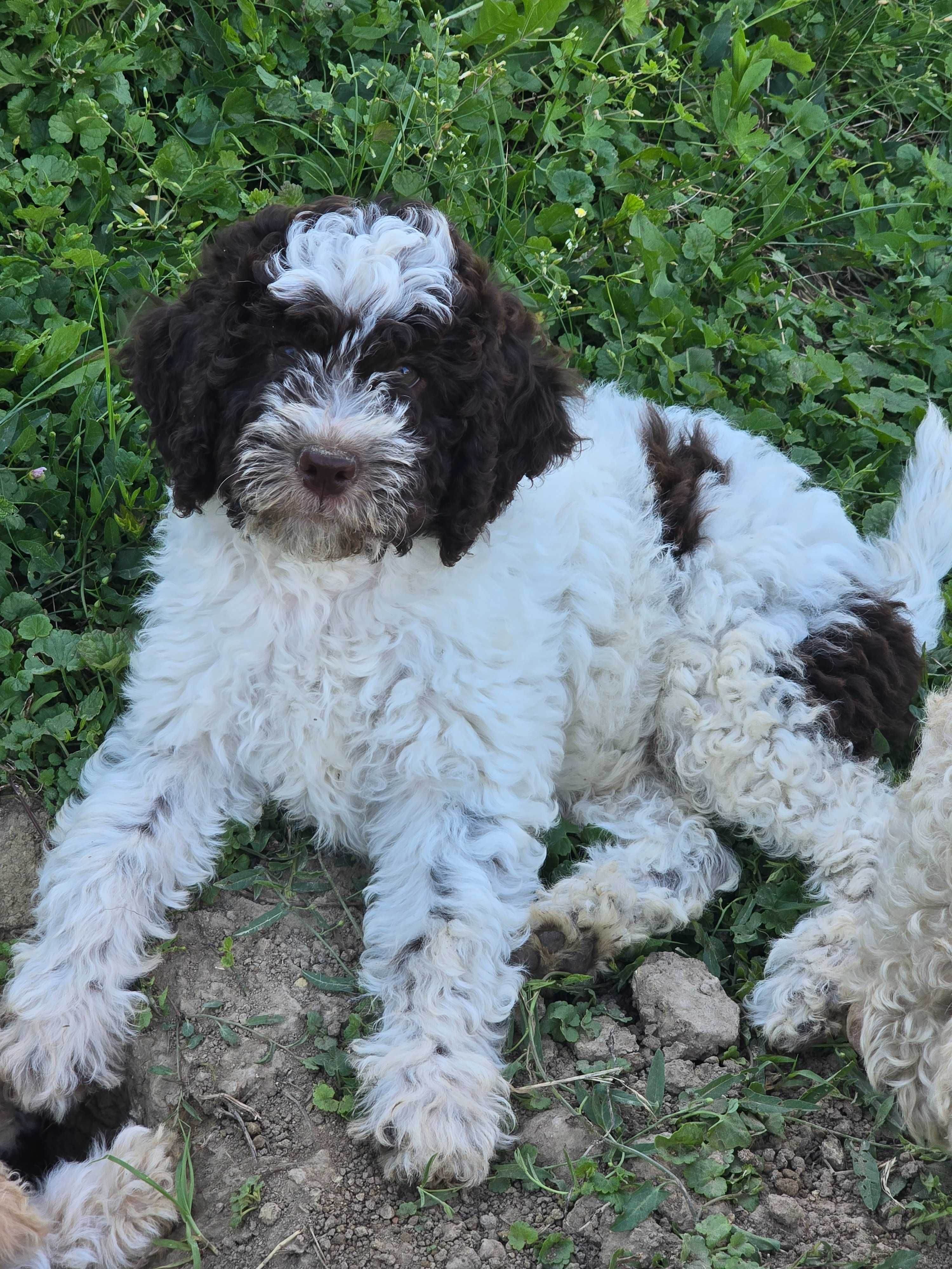 Lagotto romagnolo