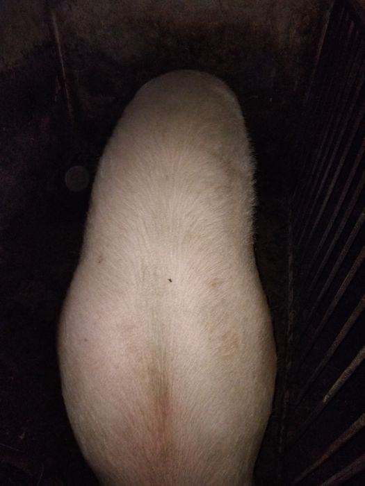 Продам свиню після поросят.