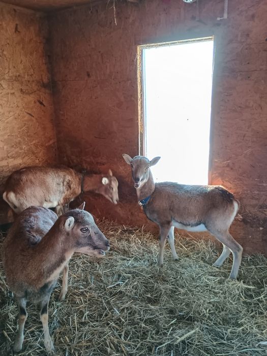 Muflony/owce/kameruńskie/