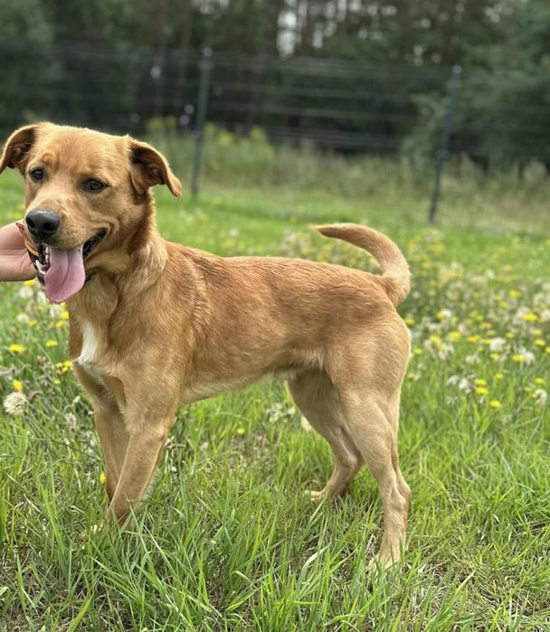 Młody i energiczny chłopak chciałby mieć kochającego opiekuna
