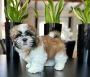 Szczeniaczki Shih Tzu z rodowodem + chip i szczepienia
