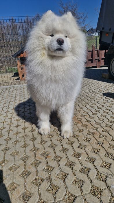 Samoyed z uprawnieniami ZHPR UCI
