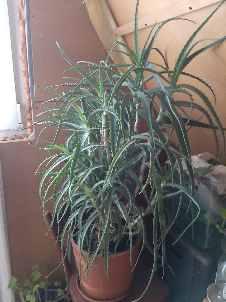 Aloes kilkuletni .