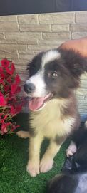 Sunia Border Collie