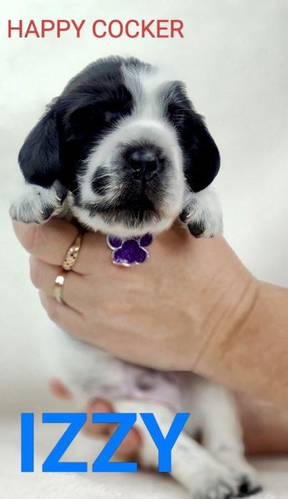 Cocker spaniel angielski blue roan